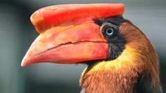 Birds Hornbill
