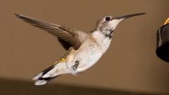 Birds hummingbirds