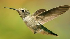 Birds hummingbirds