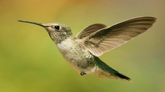 Birds hummingbirds