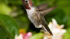 Birds hummingbirds