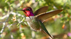 Birds hummingbirds iridescence