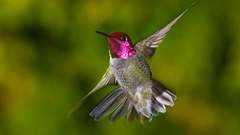 Birds hummingbirds iridescence