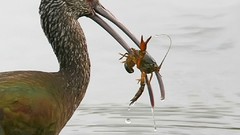 Birds ibis bird of prey crayfish