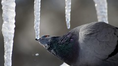 Birds icicles Pigeons