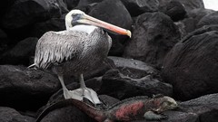Birds iguana rocks Pelicans Reptiles national geographic 