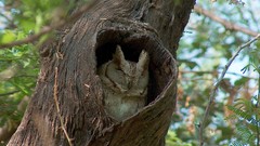 Birds India Owls tree