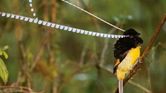Birds Indonesia national geographic Papua New Guinea Bird of 