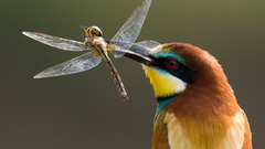 Birds insects Prey Dragonflies