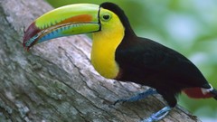 Birds Islands Colorado Panama toucans