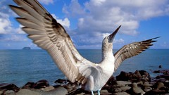 Birds Islands Ecuador Galapagos blue-footed boobies