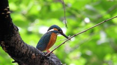 Birds kingfisher