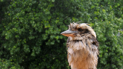 Birds kingfisher Kookabura