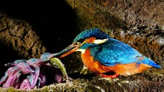 Birds kingfisher wildlife