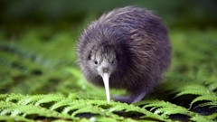 Birds Kiwi Bird