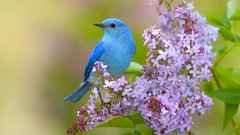 Birds lilac bluebirds