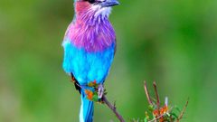 Birds Lilac-breasted Roller