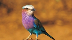 Birds Lilac-breasted Roller
