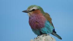 Birds Lilac-breasted Roller