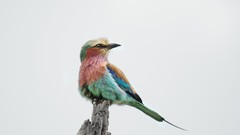 Birds Lilac-breasted Roller