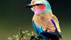 Birds Lilac-breasted Roller