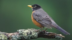 Birds Louisville American robins