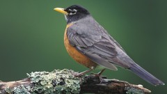 Birds Louisville American robins