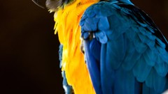 Birds macaw Blue-and-yellow Macaws