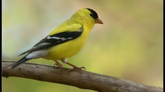 Birds male goldfinch