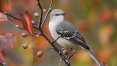 Birds Mockingbird