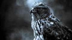 Birds monochrome hawks