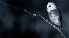 Birds monochrome Owls barn owl
