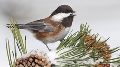 Birds Montana chickadee