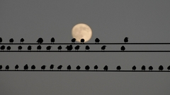 Birds moon power lines