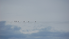 Birds More high ) With dsc Resolution