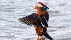 Birds multicolor mandarin duck standing