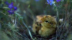 Birds national geographic blue