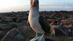 Birds national geographic blue-footed boobies