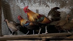 Birds national geographic Chickens