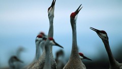Birds national geographic Cranes