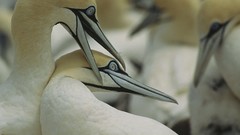 Birds national geographic gannets