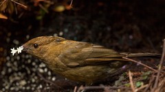 Birds national geographic Papua New Guinea bower