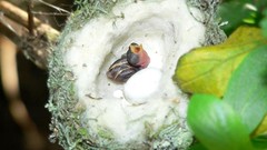 Birds nest baby birds