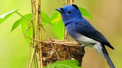 Birds nest Blue Flycatchers