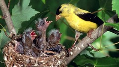 Birds nest goldfinch baby birds
