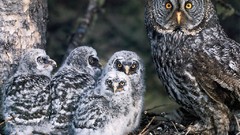 Birds nest owlet Owls baby birds