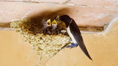 Birds nest swallow feeding baby birds