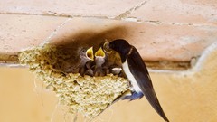 Birds nest swallow feeding baby birds