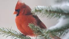 Birds Northern Cardinal