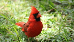 Birds Northern Cardinal